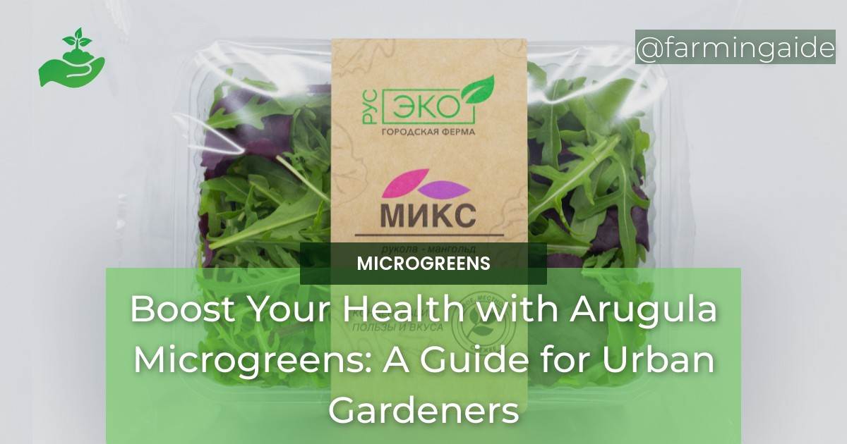 Boost Your Health with Arugula Microgreens A Guide for Urban Gardeners