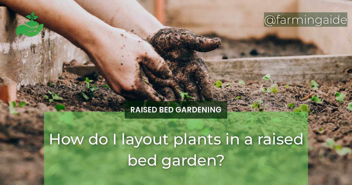 How do I layout plants in a raised bed garden?