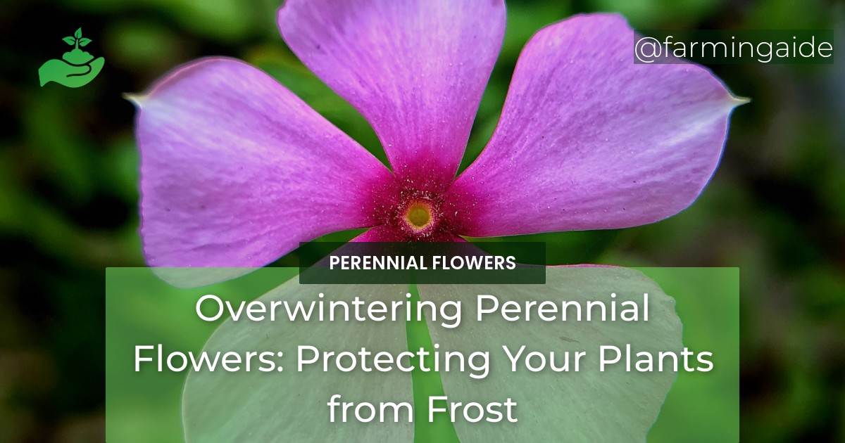 Overwintering Perennial Flowers: Protecting Your Plants from Frost