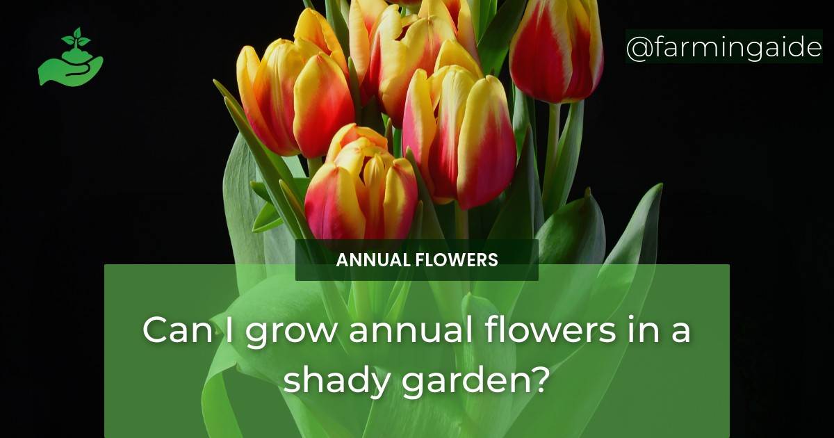 Can I grow annual flowers in a shady garden?