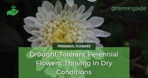 Drought-Tolerant Perennial Flowers: Thriving in Dry Conditions