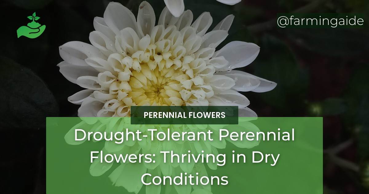 Drought-Tolerant Perennial Flowers: Thriving in Dry Conditions