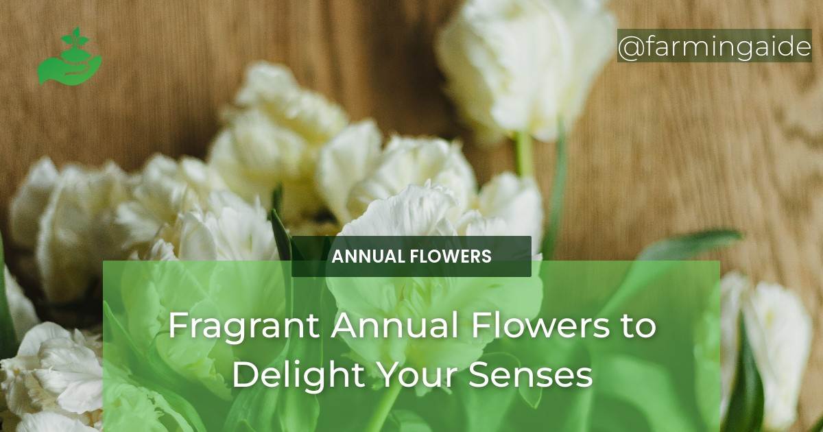 Fragrant Annual Flowers to Delight Your Senses