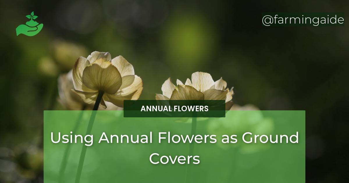 Using Annual Flowers as Ground Covers