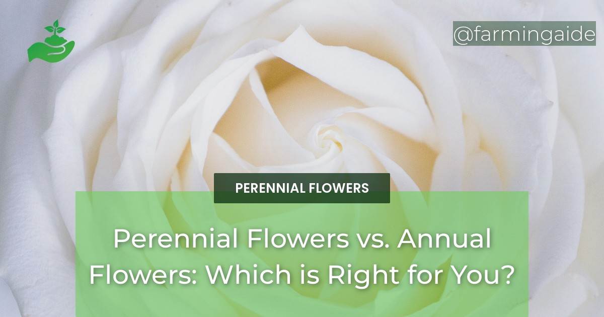 Perennial Flowers vs. Annual Flowers: Which is Right for You?