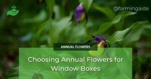 We are Farming Aide 13 Choosing Annual Flowers for Window Boxes