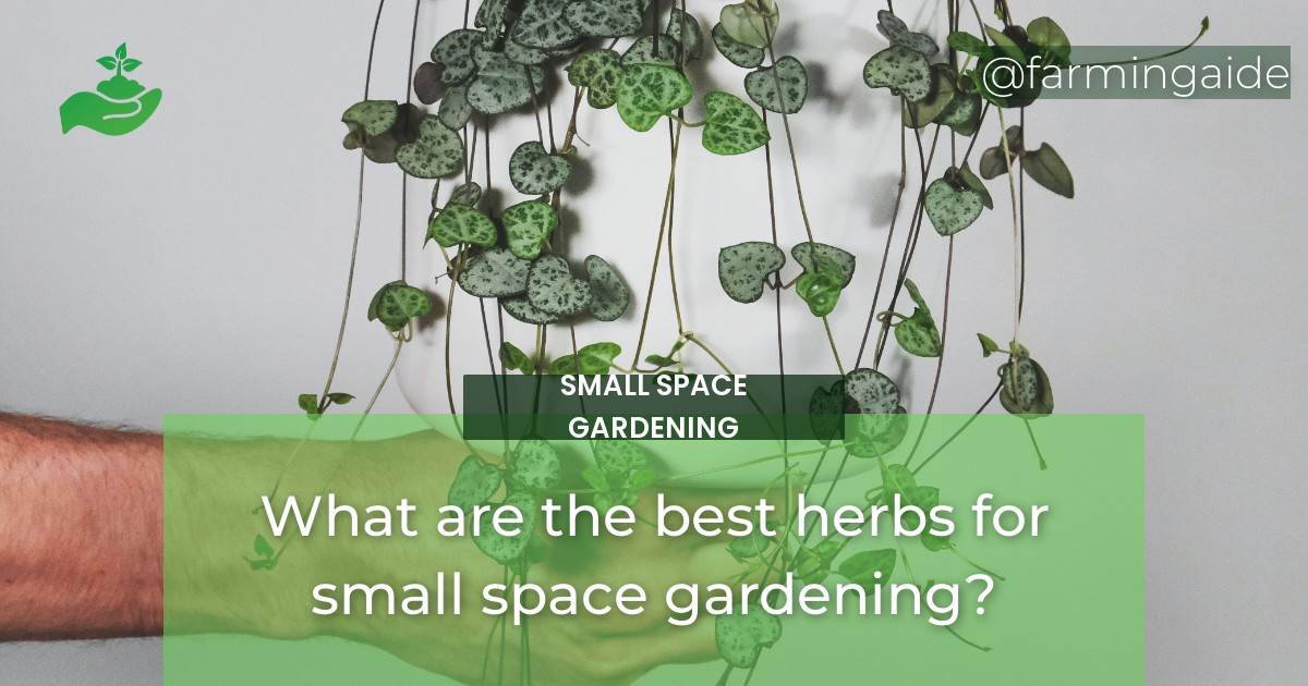 What are the best herbs for small space gardening?