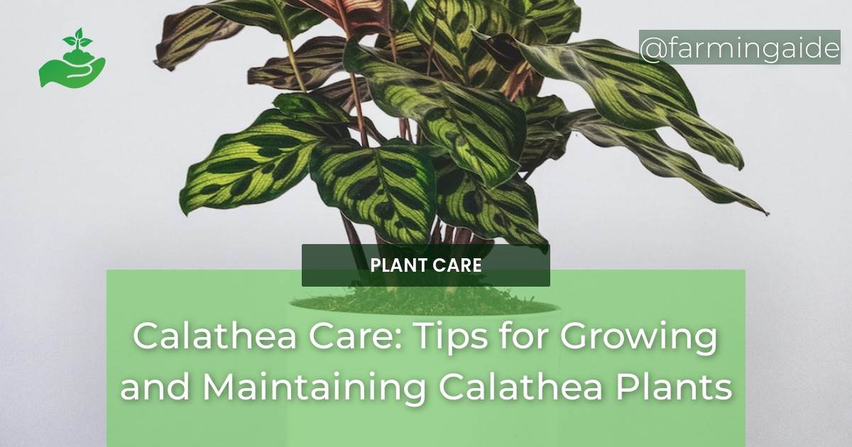 Calathea Care: Tips for Growing and Maintaining Calathea Plants