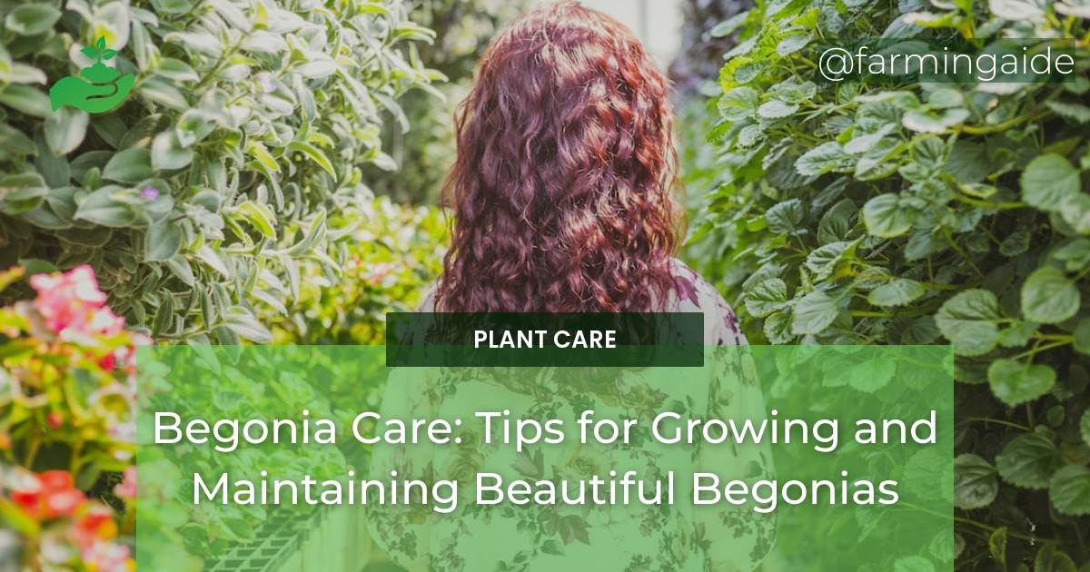 Begonia Care: Tips for Growing and Maintaining Beautiful Begonias