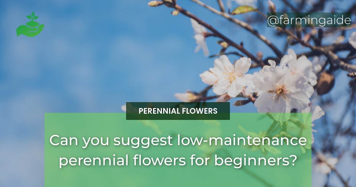 Can you suggest low-maintenance perennial flowers for beginners?