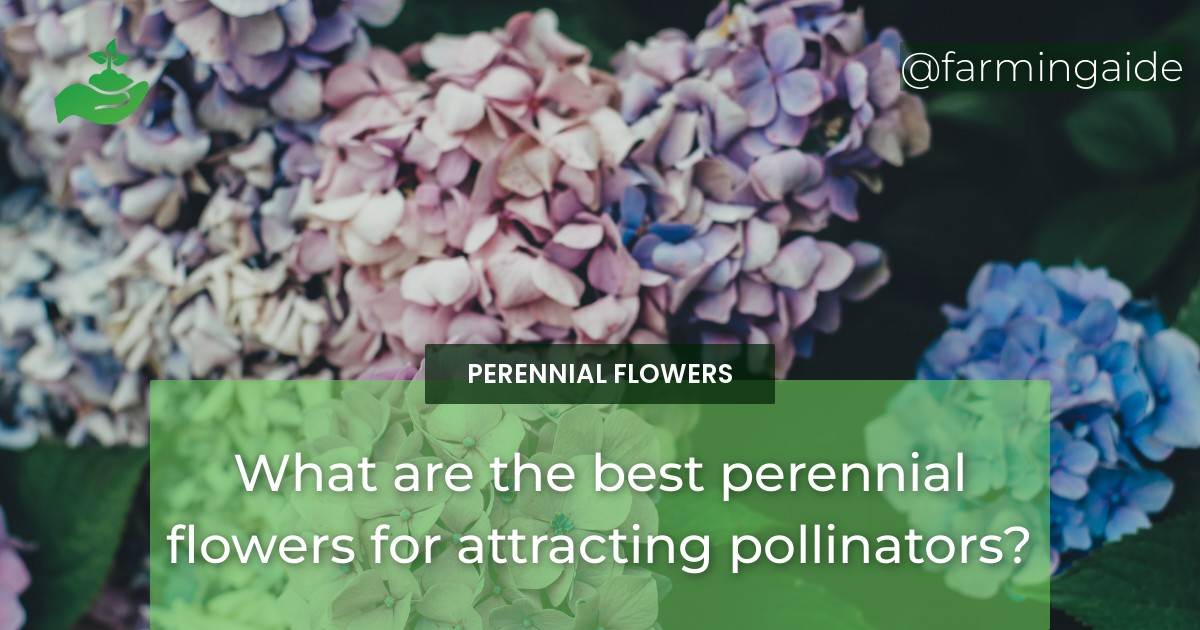 What are the best perennial flowers for attracting pollinators?