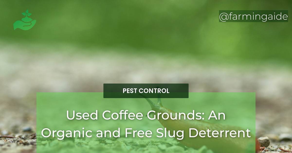 Used Coffee Grounds: An Organic and Free Slug Deterrent