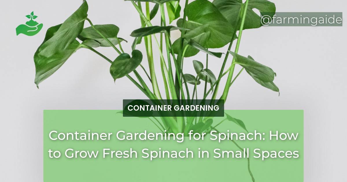 Container Gardening for Spinach: How to Grow Fresh Spinach in Small Spaces