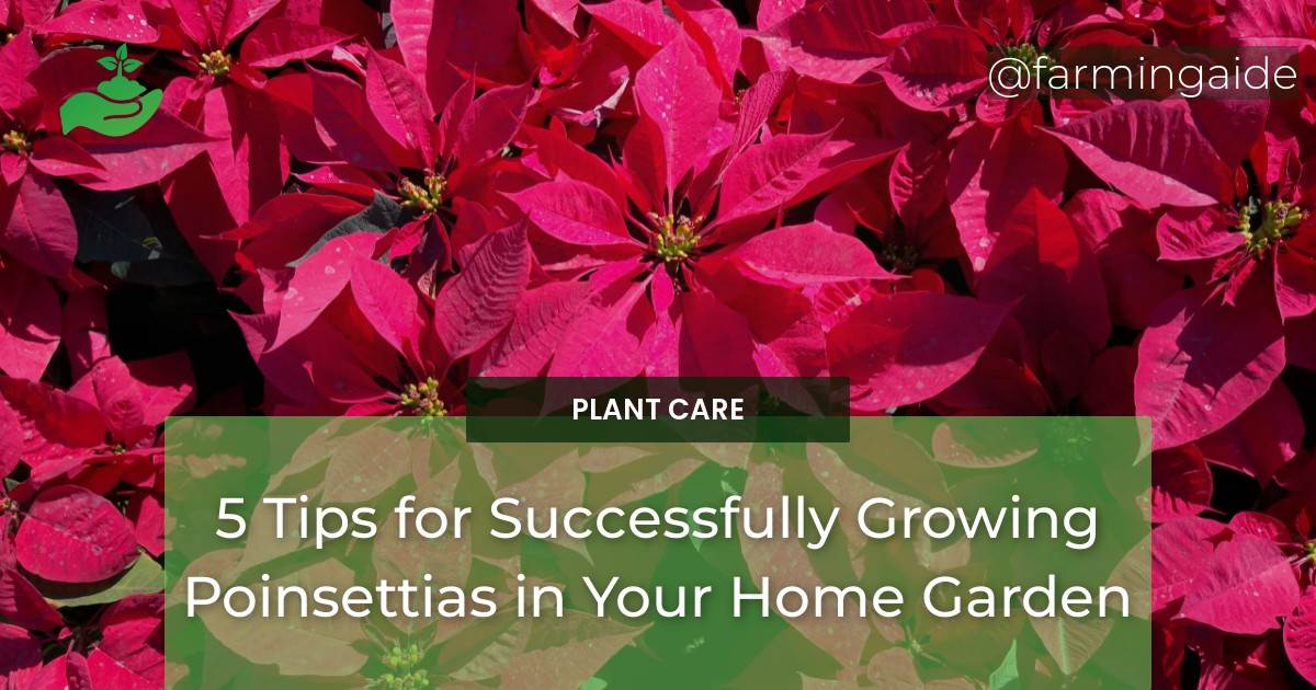 5 Tips for Successfully Growing Poinsettias in Your Home Garden