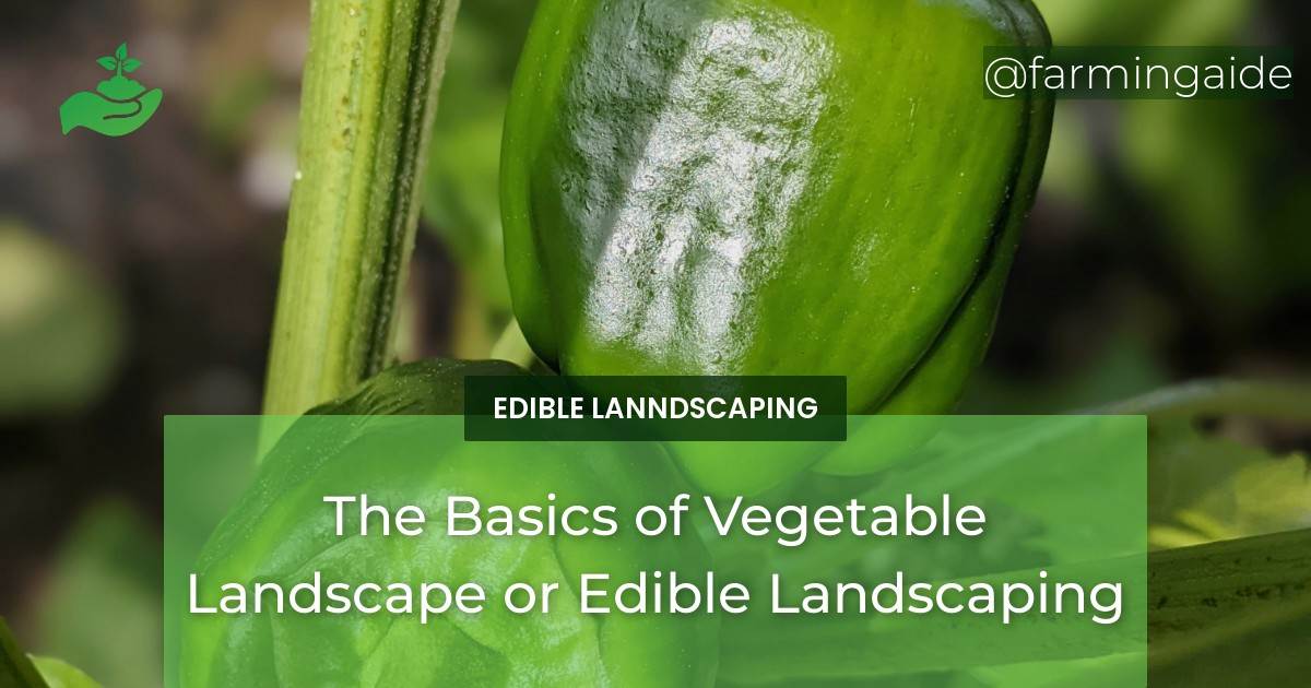 The Basics of Vegetable Landscape or Edible Landscaping