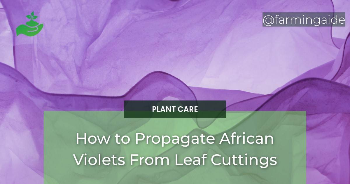 How to Propagate African Violets From Leaf Cuttings