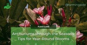 Anthuriums through the Seasons: Tips for Year-Round Blooms