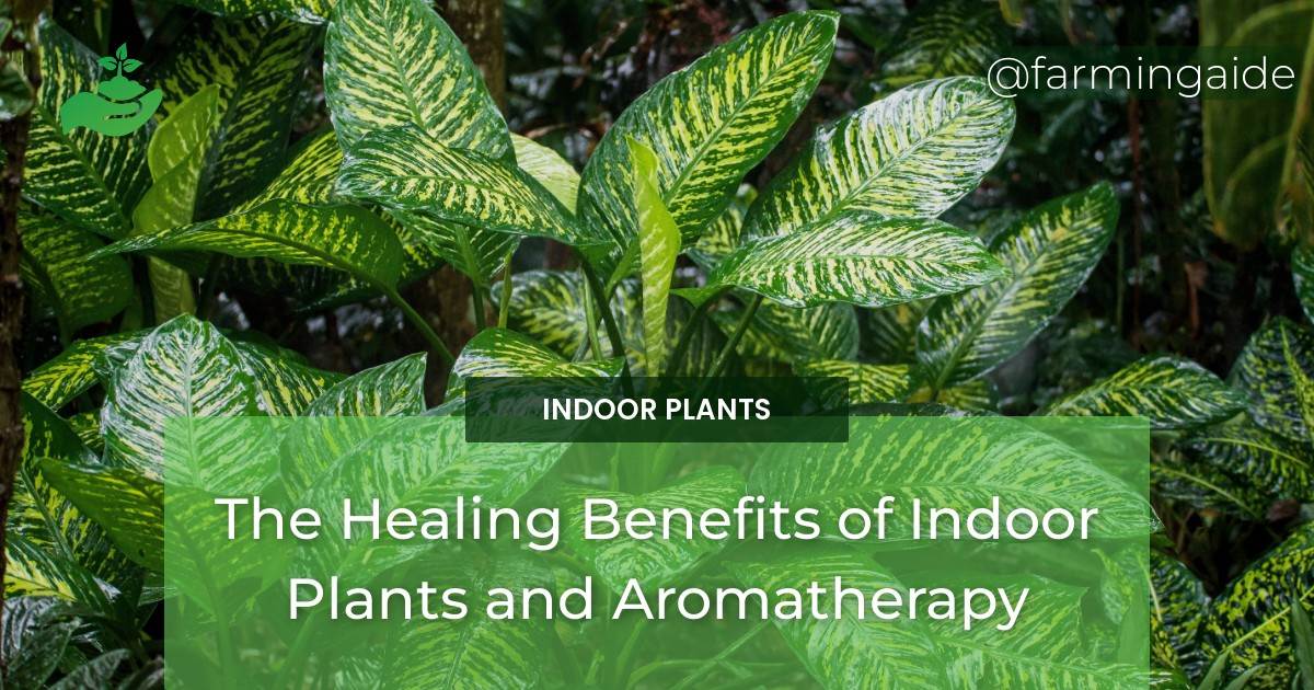 The Healing Benefits of Indoor Plants and Aromatherapy