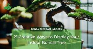 21 Creative Ways to Display Your Indoor Bonsai Tree