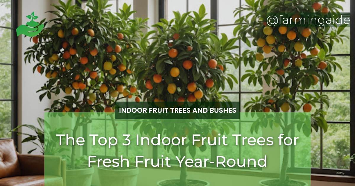 The Top 3 Indoor Fruit Trees for Fresh Fruit Year-Round